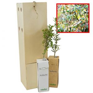 Olivier Sauvage | Arbuste pour Am&eacute;nagement Paysager et pour son Fruit l&rsquo;Olive | Jeune Pousse de 30 cm Re&ccedil;ue dans une Caisse en Bois R&eacute;utilisable | Pack 2 Unit&eacute;s (FINCA CASAREJO, neuf)