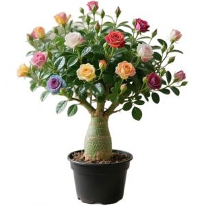 Bulbes de Rose du d&eacute;sert, Croissance Rapide et Rose Rare d&eacute;sert Rare pour Les Maisons ext&eacute;rieures et Belles (AnxiYoushan, neuf)