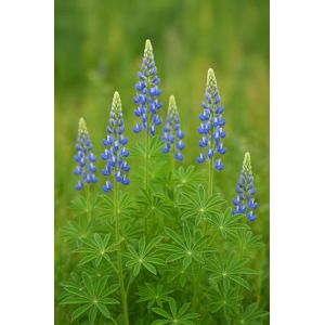 20 grammes de graines à semer -Le Grenier d'Abondance - Engrais vert Lupin Bleu bio - Lupinus (LE GRENIER D'ABONDANCE, neuf)