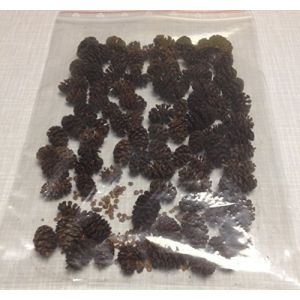 Lot de 120 c&ocirc;nes d'aulne (~ 50 g) aulne noir, alnus glutinosa, c&ocirc;nes d'aulne noir (catappa-leaves, neuf)
