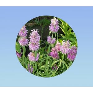 30 graines de Monarda citriodora - Monarde citronée - Bergamote citronée - Aromatique et ornementale (Planète Graines, neuf)