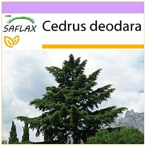 SAFLAX - Cèdre de l'Himalaya - 35 graines - Cedrus deodara (SAFLAX, neuf)