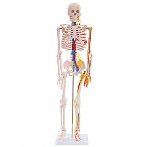 Modèle d'anatomie Squelette avec nerfs et artères Squelette Humain Réduite 87cm avec Pied de Support medmod (Lagento GmbH (alle Preise inkl. 19% MwSt), neuf)
