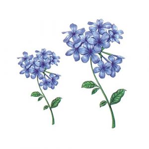 faux tatouage， tatouages ​​temporaires, 5 feuilles d'autocollants de tatouage temporaire d'hortensia bleu imperm&eacute;able plantes r&eacute;alistes fleurs faux tatouage Kit de tatouage d'art corporel (YTBHSHXZ, neuf)