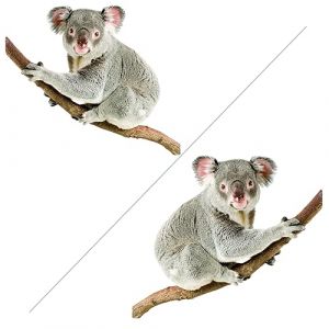 Sticker Muraux Animaux Kit x2- Stickers Autocollant décoratif Koala, Autocollants muraux, adhésif animaux - stickers décoration - Décoration Murale Chambre Enfants Bébé (50x42 cm) (Maseltof, neuf)