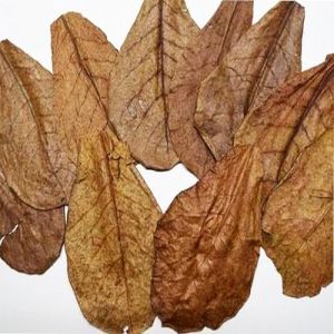 AquaBreedingSkill Feuilles de Catappa pour Aquarium &ndash; 10 Feuilles de badamier (12&ndash;20 cm), Nourriture Naturelle pour crevettes, d&eacute;coration Aquarium, Catappa Leaves pour crevettes et Poissons (AquaBreedingSkill, neuf)