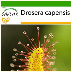 SAFLAX - Dros&eacute;ra du Cap - 200 graines - Avec substrat - Drosera capensis (SAFLAX, neuf)