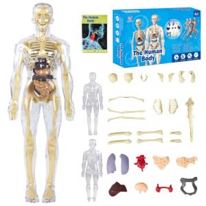 Mod&egrave;le d'anatomie du corps humain 3D pour enfants - Mod&egrave;le de structure du corps humain transparent avec squelette et muscles - Mod&egrave;le anatomique squelette - Mod&egrave;le anatomique pour enfants (CARS TRUCKS ONLINE, neuf)