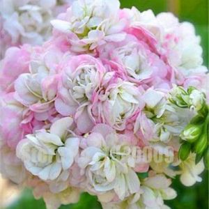 Kalash nouvelle 100 PCS graines G&eacute;ranium fleur pour la lumi&egrave;re jardinageWhite rose 2 (XLENTT, neuf)