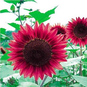 Semences de fleurs 50PC Mini arc graines de tournesol, rares vert, rose, graines de tournesol rouge, plantes ornementales bonsaï (✅Abrakado✅, neuf)