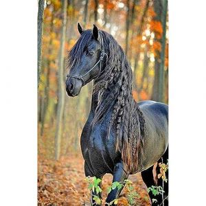 DCIDBEI Peinture diamant chevaux noirs 40x50 cm Pierres carr&eacute;es Diamant Images Adultes Point de Croix Kit pr&eacute;-imprim&eacute; (BEIMIN, neuf)