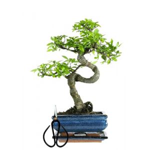 Bonsa&iuml; Arbre avec pot de fleurs en c&eacute;ramique d'env. 25-35 cm de haut, soucoupe et ciseaux - Coffret cadeau bonsa&iuml; - (Bol de 15 cm environ 7-8 ans, bonsa&iuml; orme chinois) (BonsaiDE, neuf)