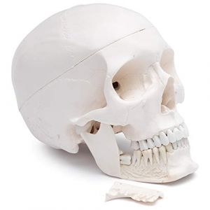 Cranstein Cr&acirc;ne anatomique | Etudes et formation m&eacute;dicales | cr&acirc;ne | Mod&egrave;le d'anatomie du cr&acirc;ne | Mod&egrave;le de cr&acirc;ne (A-249) (Cranstein Scientific, neuf)