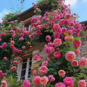 Lot de 1000 graines de rose grimpante de vigne, graines de rose grimpante pour la plantation en plein air clôtures de jardin, pergolas et treillis, vigne longue floraison (T) (YangchunY, neuf)