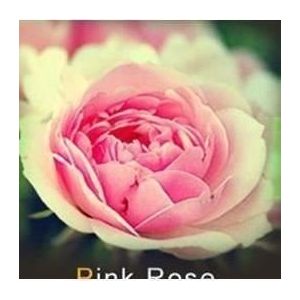 les colis noirs lcn Lot de 20 Graine Rose Rosier Rose (✅Abrakado✅, neuf)