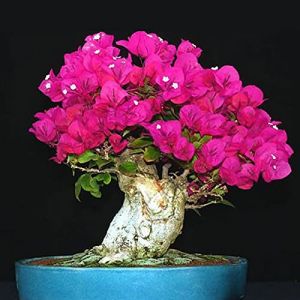200 pi&egrave;ces Graines de Bougainvill&eacute;e, Graines Fleurs &agrave; Semer, Graine a Planter, Graines de Fleurs pour Jardin et Balcon, Facile &agrave; Cultiver (Rose Rouge) (liziyaunmin, neuf)