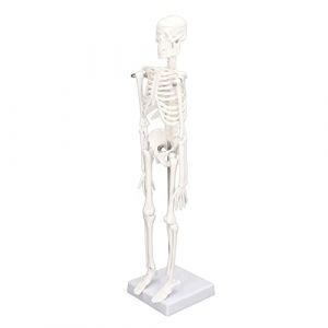 Squelette Anatomique, Modèle Squelette, 45cm Mini Modèle Squelette Humain pour Anatomie, Maquette Squelette Modèle PVC avec Bras Mobiles, Jambes et Support, pour l'Anatomie de l'enseignement (Tyenaza, neuf)