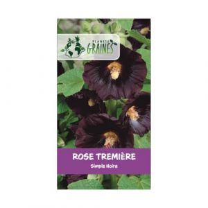 30 graines de Rose Tremiere - noire - Alcea rosea - vivace - fleurs simple - nigra (Planète Graines, neuf)