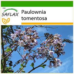 SAFLAX - Arbre impérial - 200 graines - Avec substrat - Paulownia tomentosa (SAFLAX, neuf)