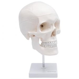 Cranstein A-246 Cr&acirc;ne anatomique sur tr&eacute;pied | &Eacute;tude et formation de m&eacute;decine | Cr&acirc;ne | Mod&egrave;le anatomique de cr&acirc;ne | Mod&egrave;le de cr&acirc;ne (Cranstein Scientific, neuf)