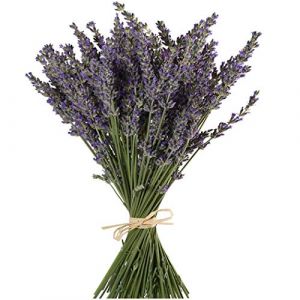 TooGet Faisceaux de Lavande Naturels, Fraîchement Récoltés 400 Tiges Séchées Lavande Bouquet 40 - 45cm, Fleurs Décoratives Bouquet pour la Décoration Intérieure, Artisanat, Mariage ou Toute Occasion (TooGet, neuf)