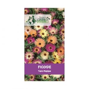 200 graines de ficoide - tapis magique - fleurs mixtes - plante vivace (Plan&egrave;te Graines, neuf)