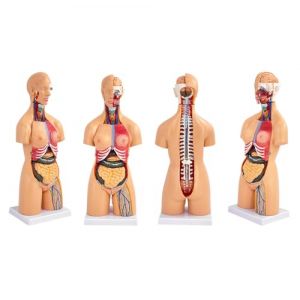 UIGJIOG Buste Humain Unisexe Unisexe Torso Anatomie Modèle 55cm Organes intérieurs Modèle de Corps intérieur Humain pour modèle d'enseignement détachable Modèle 19 Parties (YangYang happy, neuf)