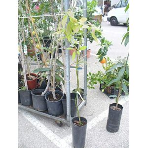 Avocatier, avocatier d'environ 120-140 cm, greff&eacute;, (Viveros Jaravia, neuf)