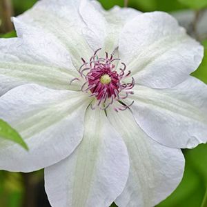 GardenersDream Clématite Miss Bateman - Plante Grimpante Blanche Résistante au Froid - Clématite Vivace Persistante - Plante Extérieur à Étamines Rouges (Gardener's Dream Ltd, neuf)