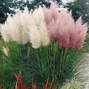 COMBO BLANC & ROSE CORTADERIA SELLOANA HERBE DE PAMPAS AVEC POT PUMILA GRAND DÉCORATIF (Gardener's Dream Ltd, neuf)