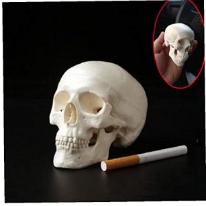 Hotaden 1pc Mini Cr&acirc;ne Humain Anatomie Anatomique Mod&egrave;le m&eacute;dical Pratique 92 * 99 * 71mm (reixu, neuf)