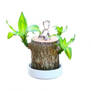 Plante en pot en bois chanceux br&eacute;silien - Mini arbre de la fortune avec plateau en plastique,d&eacute;coration d'int&eacute;rieur de bureau,plante en pot hydroponique (Homme en bois, 1) (husbandry treasure, neuf)