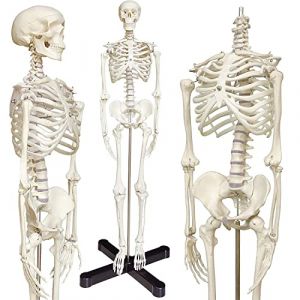 UIGJIOG Modèle D'anatomie De Squelette Humain De 85 Cm avec Support en Métal Mannequin D'anatomie Demi-Taille Modèle De Squelette Humain avec Bras Et Jambes Mobiles Modèle De Squelette Anatomique (SHUAISHUAI STORE, neuf)