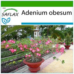 SAFLAX - Rose du désert - 8 graines - Avec substrat - Adenium obesum (SAFLAX, neuf)