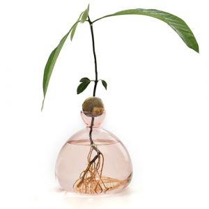 d'avocat - Vase d'élevage - Avocatier - Pot de Culture en Verre Transparent - Cadeau pour l'intérieur et l'extérieur (daksir, neuf)