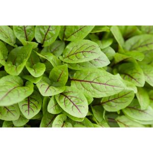 200 Graines de Oseille Rouge Sanguine - Rumex sanguineus - A veines rouge - Aromatique Plante Jardin - 304 (✅Abrakado✅, neuf)