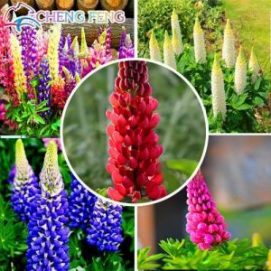 100pcs mixtes Graines Russell lupin graines Lupinus Polyphyllus Fleur Bonsai Plantes de jardin Prix de gros (✅Abrakado✅, neuf)