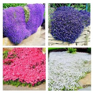 100 Graines de Thym Serpolet Rouge - Plante Vivace Couvre-Sol, Faciles à Planter, graines de thym rampantes, Fleurs Anciennes pour Jardin, Balcon et Parterre (Multicolore) (dinosmal, neuf)