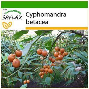 SAFLAX - Arbre &agrave; tomates - 50 graines - Avec substrat - Cyphomandra betacea (SAFLAX, neuf)
