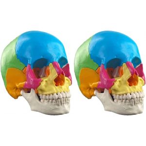 LUVADU ZCX Mod&egrave;le Anatomique de cr&acirc;ne Humain mod&egrave;le de cr&acirc;ne Humain d&eacute;tachable 22 pi&egrave;ces mod&egrave;le m&eacute;dical de cr&acirc;ne de Couleur Outils de Laboratoire (Color : 2 Pack) (加加百货店, neuf)