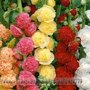 graines trémière rares bonsaï Althaea rosea graines de fleurs. Maison & Jardin fleurs en plein air, 100pcs / graines sac rose trémière de couleur mixte (✅Abrakado✅, neuf)