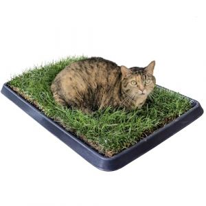 Kit S Chat PetZolla 60x40cm - Lit d'été pour Chats en Vraie Herbe avec Bac Réutilisable, Lit pour Chats avec Herbe à Chat Naturelle et Non Toxique, Dure jusqu'à 5 Mois (PetZolla, neuf)