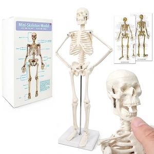 Mini mod&egrave;le squelette humain pour anatomie, 45 cm (45 cm), bras et jambes mobiles &agrave; base de plastique pour l'enseignement m&eacute;dical, l'apprentissage, l'&eacute;ducation, l'&eacute;cran, cadeau (HongAnn, neuf)