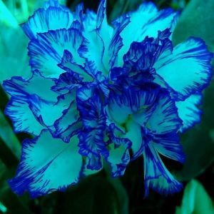 1000 Pièces Graines D'œillet, Graine de Fleurs D'œillets, Graines Fleurs à Semer, Semences D'œillets, Fleurs de Dianthus Carnation pour Jardin et Balcon, Rendement Élevé, Facile à Cultiver (Bleu) (Surempi, neuf)