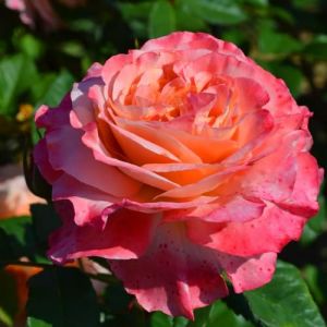 Plante des Rose roses (1 plante parfumée), grandes vivaces rustiques, plantes de Hollande pour le jardin et le pot (pas de graines, bulbes et non artificielles) (DUTCH-BULBS-COM EXCLUSIVE PLANTS FROM HOLLAND, neuf)