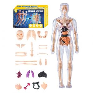 Mod&egrave;le Anatomique Corps Humain 3D Enfant - Torso Anatomique Humain D&eacute;taill&eacute; - Jeu de Montage pour Enseignants &Eacute;l&egrave;ves &Eacute;cole &agrave; la Gar&ccedil;ons Filles (liruqiao, neuf)