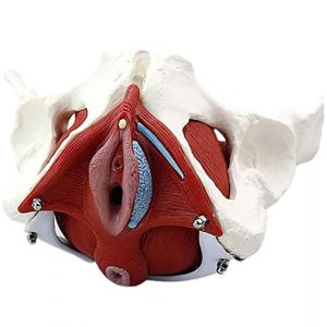 UIGJIOG Modèle Anatomique du Bassin Féminin Modèle Anatomique 26X18x22cm du Bassin Squelette avec Muscles du Plancher Pelvien,Modèle Bassin Féminin De Haute Qualité,avec Pièces Amovibles (YangYang happy, neuf)