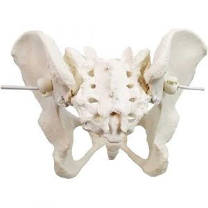 Maquette Anatomique Bassin Humain Squelette Os Pelvis F&eacute;minin Femme Mod&egrave;le Grandeur Nature 1:1, PVC (mizhengkeji, neuf)