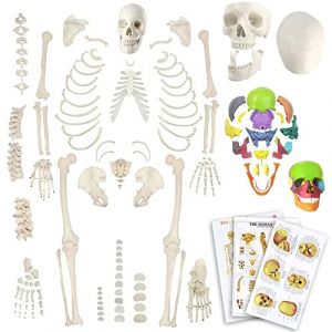 EVOTECH SCIENTIFIC Mod&egrave;le de squelette humain d&eacute;sarticul&eacute; pour anatomie 170 cm Taille compl&egrave;te avec cr&acirc;ne explos&eacute; en 15 pi&egrave;ces demi-taille, poster, cr&acirc;ne, colonne vert&eacute;brale, os, pied articulaire (HongAnn, neuf)