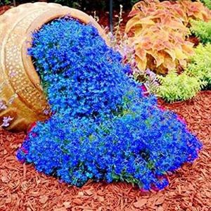 500 pièces Thym Serpolet Couvre Sol, Graines de Thym Rampant, de graines de Fleurs faciles à Planter Multicolores graines de thym rampantes Outil de Jardinage (Bleu) (Austinstore, neuf)